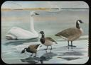 Image of Whistling Swan, Canada Goose, Brant, Black Brant